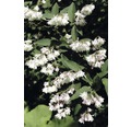 Gefüllter Sternchenstrauch, Maiblumen-Strauch FloraSelf Deutzia scabra 'Plena' H 60-80 cm Co 4 L