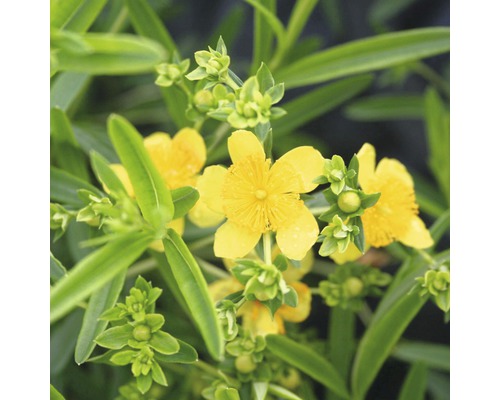 Kanadisches Johanneskraut FloraSelf Hypericum kalmianum 'Gemo' H 40-50 cm Co 4 L