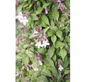 Perlmuttstrauch, Kolkwitzie FloraSelf Kolkwitzia amabilis H 50-60 cm Co 4 L