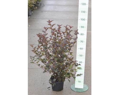 Rotblättrige Fasanenspiere, Blasenspiere FloraSelf Physocarpus opulifolius 'Diabolo'® H 60-80 cm Co 4 L