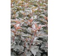 Rotblättrige Fasanenspiere, Blasenspiere FloraSelf Physocarpus opulifolius 'Diabolo'® H 60-80 cm Co 4 L