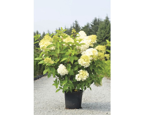 Rispenhortensie FloraSelf Hydrangea paniculata 'Limelight' H 30-40 cm Co 15 L