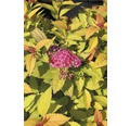 Sommerspiere FloraSelf Spiraea japonica 'Magic Carpet' H 60-80 cm Co 4 L