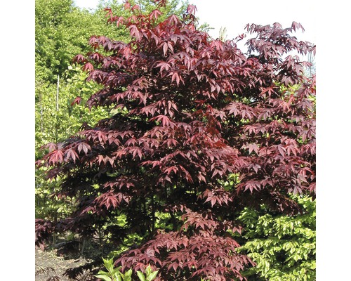 Roter Fächerahorn FloraSelf Acer palmatum 'Atropurpureum' H 40-60 cm Co 4 L