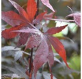 Roter Fächerahorn FloraSelf Acer palmatum 'Bloodgood' H 40-60 cm Co 4 L