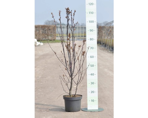 Blutpflaume FloraSelf Prunus cerasifera 'Nigra' H 40 cm Co 5 L