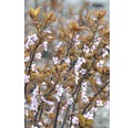 Blutpflaume FloraSelf Prunus cerasifera 'Nigra' H 40 cm Co 5 L