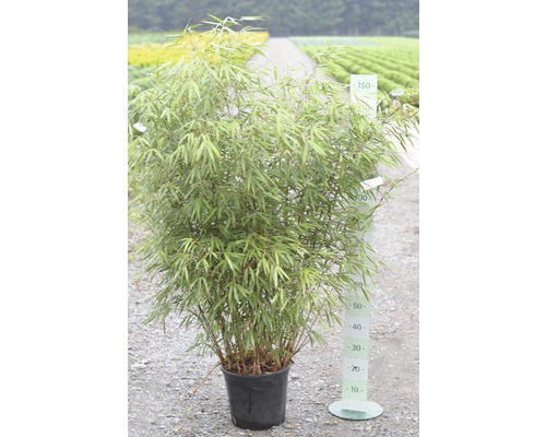 Bambus 'Asian Wonder' FloraSelf Fargesia 'Asian Wonder' H 100-125 cm Co 15 L