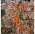 Blasenspiere FloraSelf Physocarpus opulifolius 'Lady in Red' H 50-60 cm Co 4 L
