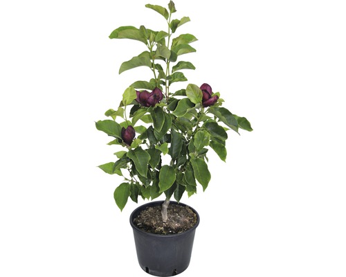Magnolie, Tulpfenmagnolie Magnolia Hybride 'Genie' H 60-80 cm Co 7,5 L