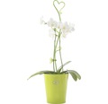 Orchideenstab Soendgen H 55 cm grün