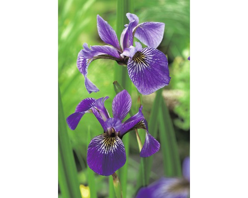 Sumpfiris FloraSelf Iris versicolor Ø 9 cm Topf