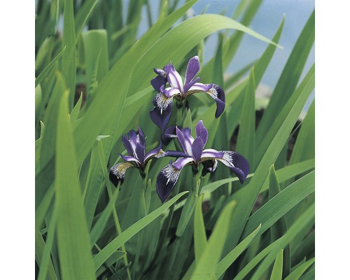 Sumpfiris FloraSelf Iris versicolor Ø 18 cm Topf-0