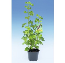 Josta-Beere Ribes 'Josta' H 40 - 60 cm Co 3 L-thumb-1