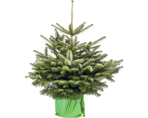 Nordmanntanne Höhe: 80-100 cm, getopfter Weihnachtsbaum