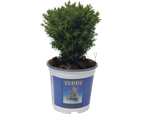 Kuschel-Lebensbaum FloraSelf Thuja occidentalis 'Teddy' H 5-10 cm Ø 10 cm Topf