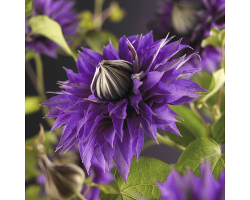 Großblumige Waldrebe FloraSelf Clematis Hybride 'Multi Blue' H 50-70 cm Co 2,3 L