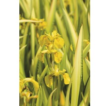 Sumpfschwertlilie FloraSelf Iris pseudacorus 'Variegata' H 10-70 cm Co 0,6 L-thumb-0