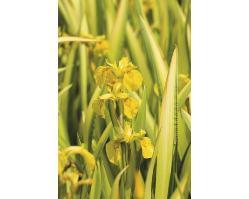 Sumpfschwertlilie FloraSelf Iris pseudacorus 'Variegata' H 10-70 cm Co 0,6 L-0