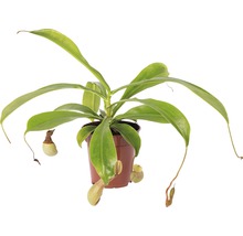 Kannenpflanze FloraSelf Nepenthes hybride H 15-20 cm Ø 9 cm Topf versch. Sorten-thumb-0
