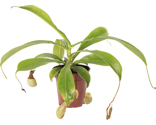 Kannenpflanze FloraSelf Nepenthes hybride H 15-20 cm Ø 9 cm Topf versch. Sorten-0