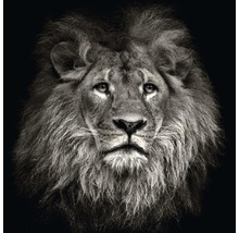 Glasbild Lion Head 20x20 cm-thumb-0