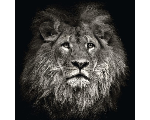 Glasbild Lion Head 20x20 cm-0